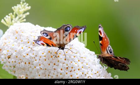Un paio di farfalle pavone che bevono nettare da una buddleia bianca. Foto Stock