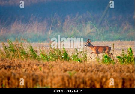 cervi al pascolo che camminano sul campo di mais al sole del mattino Foto Stock