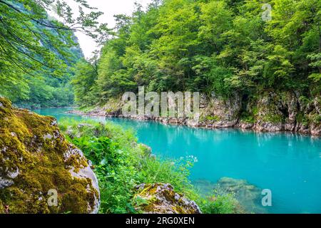 Costa e acqua verde del fiume Tara. Montenegro Foto Stock