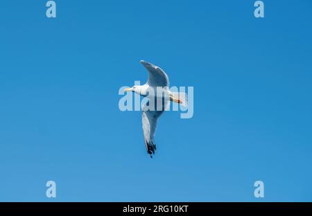 Gabbiano che vola su un cielo blu chiaro Foto Stock