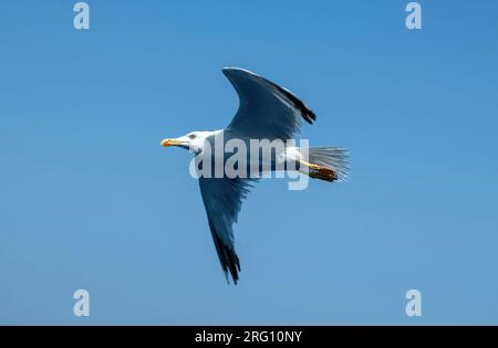 Gabbiano che vola su un cielo blu chiaro Foto Stock