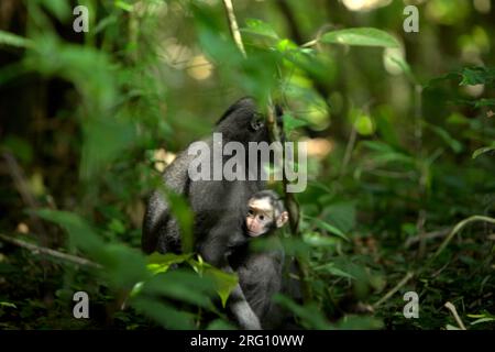 Una femmina adulta di macaco a cresta nera di Sulawesi (Macaca nigra) si prende cura di una prole mentre è seduta sul pavimento della foresta nella riserva naturale di Tangkoko, Sulawesi settentrionale, Indonesia. I macachi crestati maschi rispondono raramente (11%) alle urla di bambini coinvolti nell'interazione agonistica, secondo un team di scienziati primati guidati da Daphne Kerhoas nel loro rapporto del luglio 2023 pubblicato sull'International Journal of Primatology. "Abbiamo anche scoperto che i maschi che erano i migliori amici della madre erano leggermente più propensi a rispondere alle urla di un bambino rispetto ai maschi che non erano i migliori amici di... Foto Stock