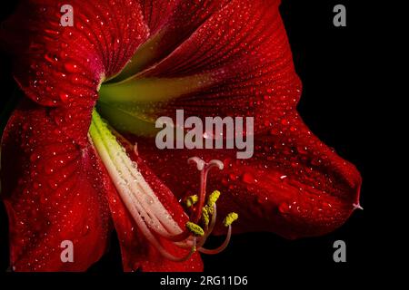 Fiore rosso intenso di amaryllis su sfondo nero, che mostra delicata bellezza della natura. Foto Stock