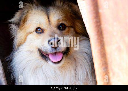 Ritratto ravvicinato di un simpatico cane mutt. La musa di un mongrel con i capelli rossi Foto Stock