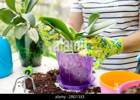 La donna in guanti sta trapiantando la pianta delle orchidee nel nuovo vaso Foto Stock