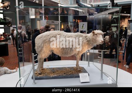 Dolly the Sheep in Science and Technology Gallery all'interno del National Museum of Scotland a Edimburgo, Regno Unito. Dolly e' stato il primo animale clonato da An Foto Stock