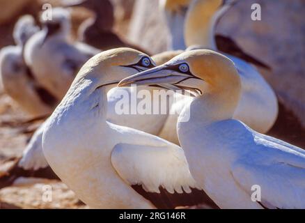 Un paio di gannetti del Capo (Morus capensis) nella riserva naturale di Bird Island a Lamberts Bay, nella provincia del Capo Occidentale in Sudafrica. Foto Stock