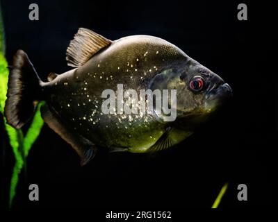 pesce piranha con pelle argentata e occhi rossi sott'acqua in acquario su sfondo nero Foto Stock