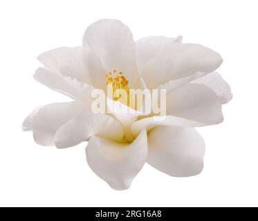 White camellia flower isolati su sfondo bianco Foto Stock