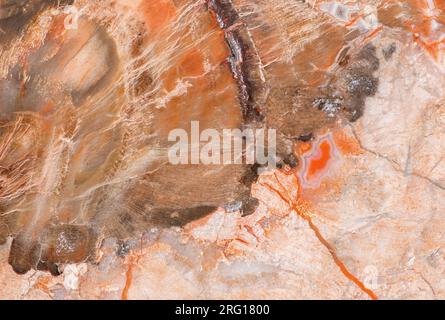 Foto macro di un pezzo di conifera di legno pietrificata risalente al Triassico inferiore trovato in Madagascar Foto Stock