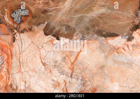 Foto macro di un pezzo di conifera di legno pietrificata risalente al Triassico inferiore trovato in Madagascar Foto Stock