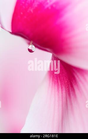Una goccia d'acqua si aggrappa al pistoncino di una fioritura del Cyclamen persicum su sfondo sfocato Foto Stock