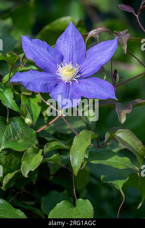 Un grande e bellissimo fiore di Clematis viola Foto Stock