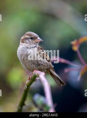 Un giovane passero della Casa, (Passer domesticus), arroccato sullo stelo di una rosa vagante Foto Stock