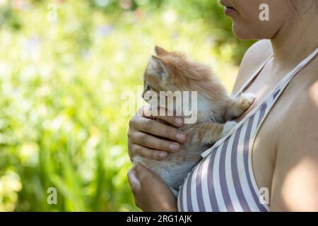 piccolo gattino dalla testa rossa sul petto della donna. Concetto di cura Foto Stock