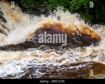 Le acque di inondazione macchiate di torba nel fiume Ribble a Stainforth Force Above Settle nello Yorkshire Dales, Regno Unito. Foto Stock