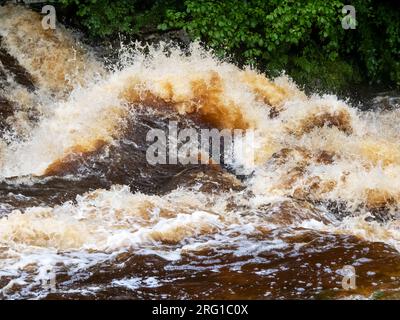 Le acque di inondazione macchiate di torba nel fiume Ribble a Stainforth Force Above Settle nello Yorkshire Dales, Regno Unito. Foto Stock