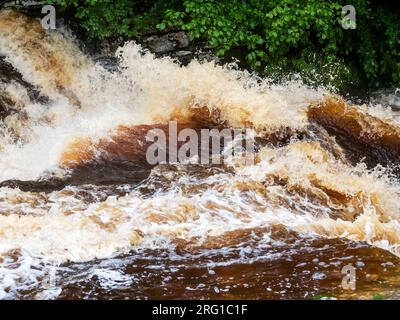 Le acque di inondazione macchiate di torba nel fiume Ribble a Stainforth Force Above Settle nello Yorkshire Dales, Regno Unito. Foto Stock