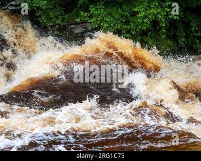 Le acque di inondazione macchiate di torba nel fiume Ribble a Stainforth Force Above Settle nello Yorkshire Dales, Regno Unito. Foto Stock