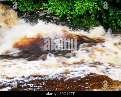 Le acque di inondazione macchiate di torba nel fiume Ribble a Stainforth Force Above Settle nello Yorkshire Dales, Regno Unito. Foto Stock