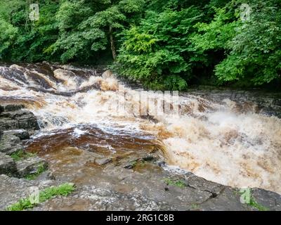 Le acque di inondazione macchiate di torba nel fiume Ribble a Stainforth Force Above Settle nello Yorkshire Dales, Regno Unito. Foto Stock