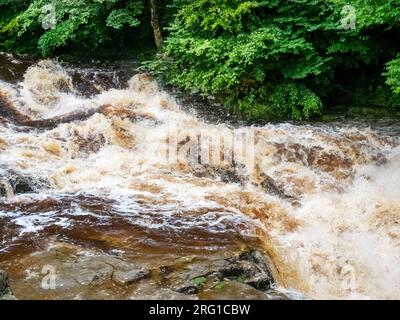 Le acque di inondazione macchiate di torba nel fiume Ribble a Stainforth Force Above Settle nello Yorkshire Dales, Regno Unito. Foto Stock