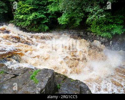 Le acque di inondazione macchiate di torba nel fiume Ribble a Stainforth Force Above Settle nello Yorkshire Dales, Regno Unito. Foto Stock