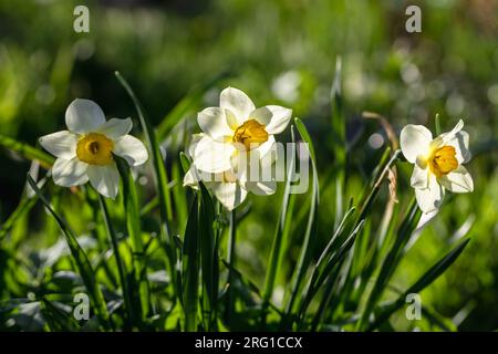 Narcissus fiori letto di fiori con drift giallo. Bianco daffodil fiori narcisi daffodils. Foto Stock