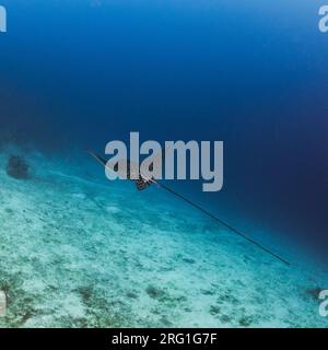 Avvistamento di aquila che nuota nell'oceano a Utila, Honduras Foto Stock