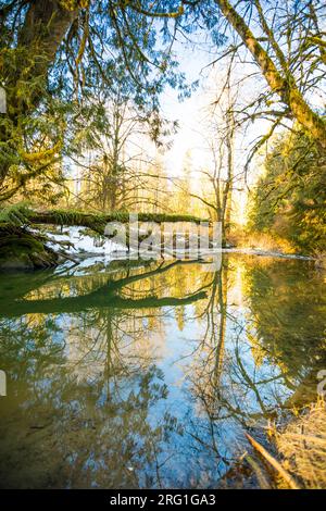 Foresta matura riflessa nel fiume calmo Foto Stock