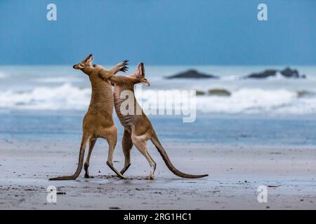 Due canguri che combattono sulla spiaggia a Cape Hillsborough, Queensland, Australia. Foto Stock