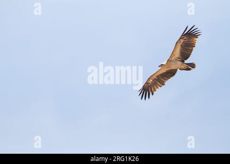 Maggiore Spotted Eagle - Schelladler - Aquila clanga var. fulvescens, Kazakistan, immaturi Foto Stock