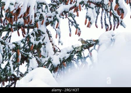 Pot. Scottish Crossbill - Schottischer Kreuzschnabel - Loxia scotica (?), Scozia, femmina adulta Foto Stock