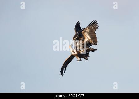 Eurasian Grifone - Gänsegeier - Gyps fulvus ssp. fulvus, Spagna, lottando per adulti Foto Stock