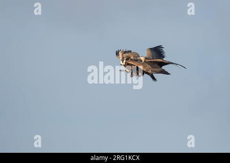 Eurasian Grifone - Gänsegeier - Gyps fulvus ssp. fulvus, Spagna, lottando per adulti Foto Stock