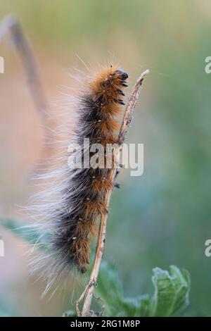 Arctia caja - Giardino tiger moth - Braune Bär, Russia (Jekaterinburg), larve Foto Stock