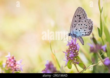 Grande Blu, Phengaris arion, Quendel-Ameisenbläuling, Germania (Baden-Württemberg), imago Foto Stock