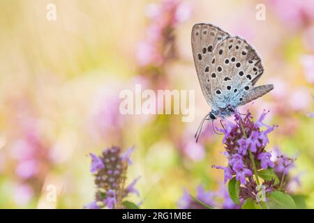 Grande Blu, Phengaris arion, Quendel-Ameisenbläuling, Germania (Baden-Württemberg), imago Foto Stock