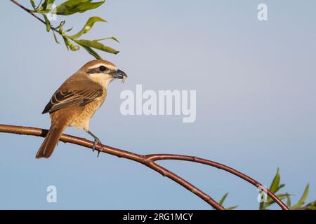 Brown, Shrike Lanius cristatus ssp. cristatus, Russia, femmina adulta Foto Stock