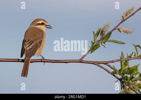 Brown, Shrike Lanius cristatus ssp. cristatus, Russia, femmina adulta Foto Stock