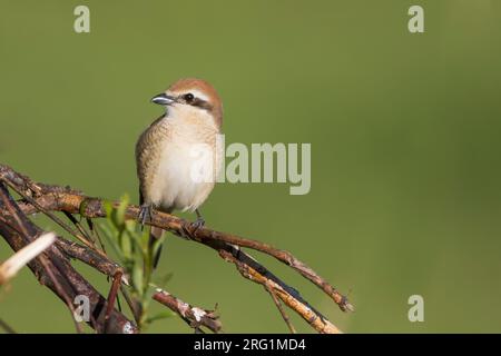 Brown, Shrike Lanius cristatus ssp. cristatus, Russia, femmina adulta Foto Stock