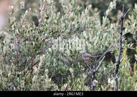 Immaturo Dartford trillo, Sylvia undata ssp. undata, Francia Foto Stock