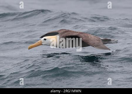 Albatross ondulato (Phoebastria irrorata), vista laterale - in volo in mare vicino alle Isole Galapagos, Ecuador novembre 2017 Foto Stock