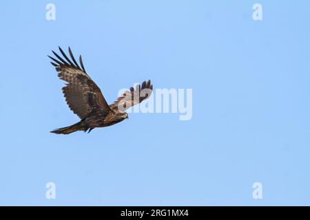 Hybrid (orientale) Nibbio, Milvus migrans migrans x lineatus, Kazakistan, secondo anno di uccello in volo visto da sotto. Foto Stock