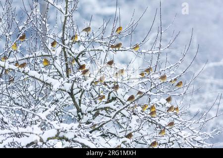 Gregge di Yellowhammers (Emberiza citrinella ssp. citrinella) svernano in Germania. Foto Stock