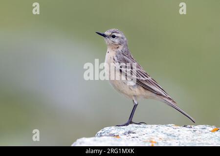 Adulto Pipit acqua (Anthus spinoletta blakistoni) in piedi su una roccia nelle montagne del Kazakistan. Foto Stock