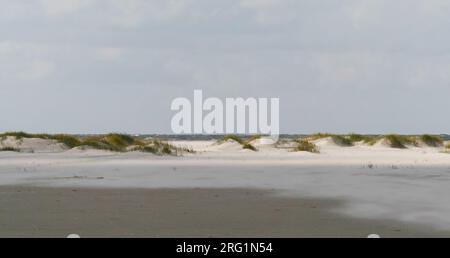 Di recente sviluppato dune, Norderoogsand, Germania Foto Stock