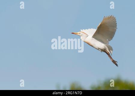 Airone guardabuoi (Bubulcus ibis ssp. ibis), Portogallo, adulti in volo Foto Stock