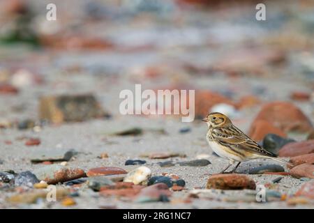 Lapland Bunting (Calcarius lapponicus lapponicus), noto anche come Lapland Longspur, rovistando su una spiaggia in Germania durante l'autunno. Foto Stock