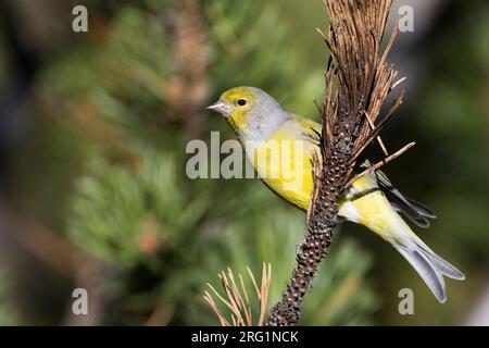 Maschio adulto Citril Finch (Carduelis citrinella) appollaiato sul ramoscello di pino in Svizzera. Visto dal lato, mostrando in coda. Foto Stock